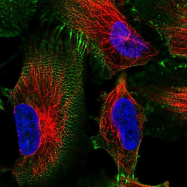 MACF1 Antibody in Immunocytochemistry (ICC/IF)