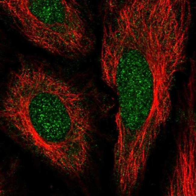 IFRD2 Antibody in Immunocytochemistry (ICC/IF)