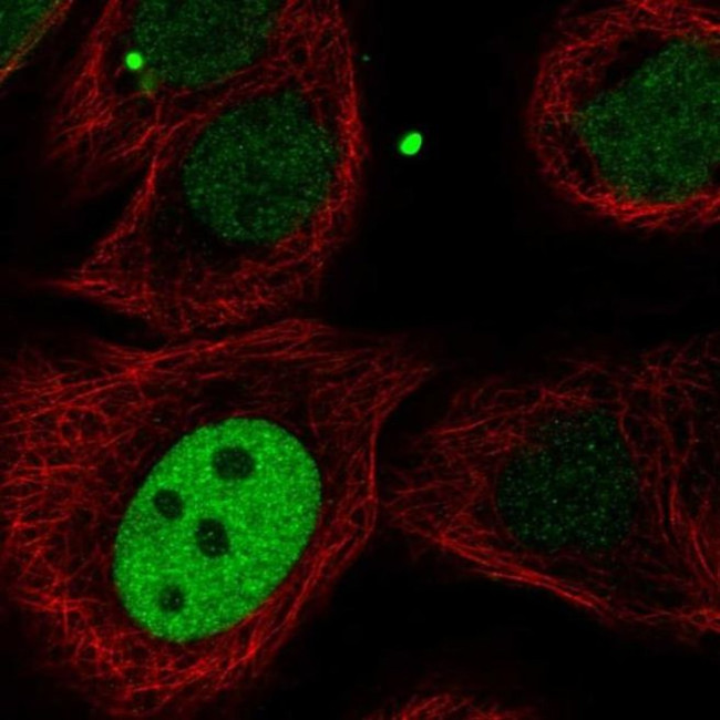 KIF23 Antibody in Immunocytochemistry (ICC/IF)