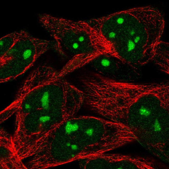 WEE1 Antibody in Immunocytochemistry (ICC/IF)