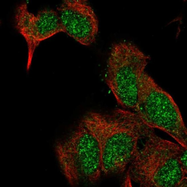 EXTL2 Antibody in Immunocytochemistry (ICC/IF)