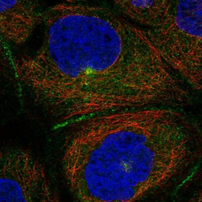 PATJ Antibody in Immunocytochemistry (ICC/IF)