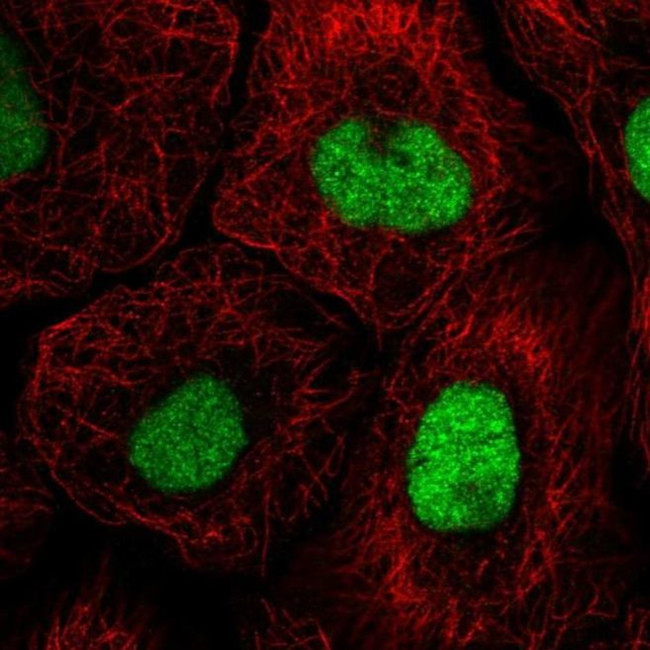 GTF3C4 Antibody in Immunocytochemistry (ICC/IF)