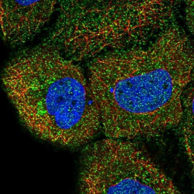 DAGLB Antibody in Immunocytochemistry (ICC/IF)