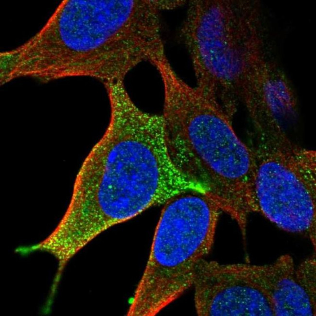 LHFPL3 Antibody in Immunocytochemistry (ICC/IF)