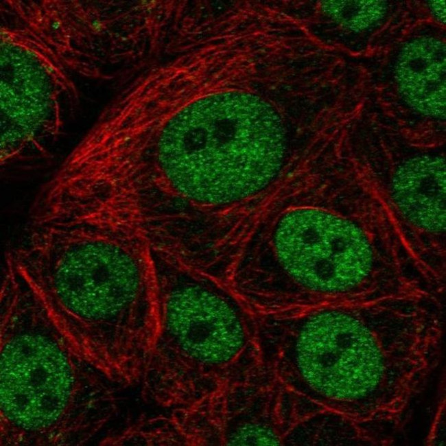 GTF3C5 Antibody in Immunocytochemistry (ICC/IF)