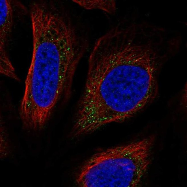 PPAPDC3 Antibody in Immunocytochemistry (ICC/IF)