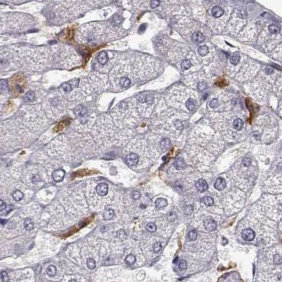 Cyclin F Antibody in Immunohistochemistry (IHC)