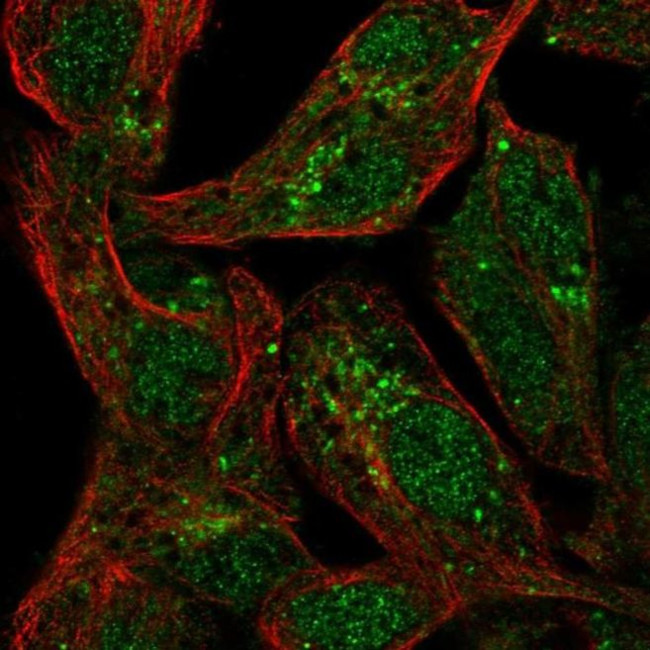 SPRY1 Antibody in Immunocytochemistry (ICC/IF)