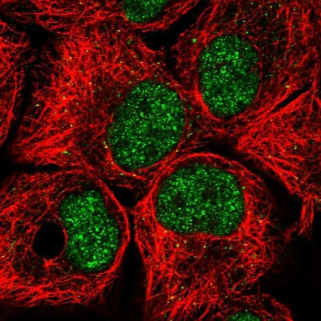 TAF172 Antibody in Immunocytochemistry (ICC/IF)