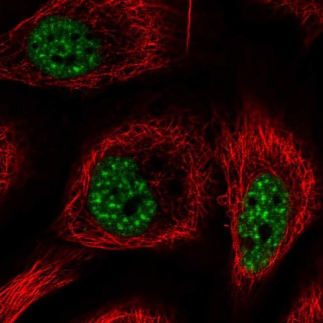 RBM25 Antibody in Immunocytochemistry (ICC/IF)