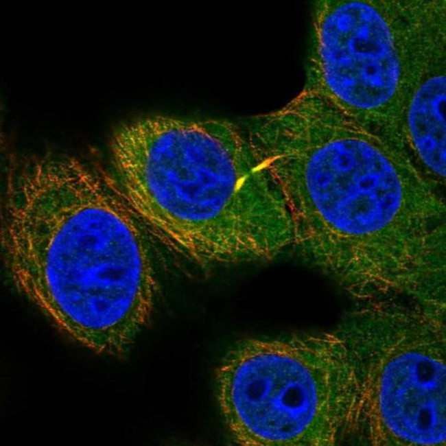 FUT9 Antibody in Immunocytochemistry (ICC/IF)