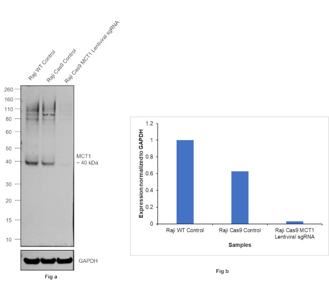 MCT1 Antibody