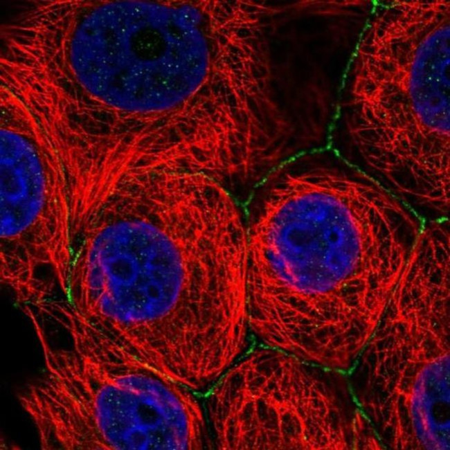 SLC2A11 Antibody in Immunocytochemistry (ICC/IF)