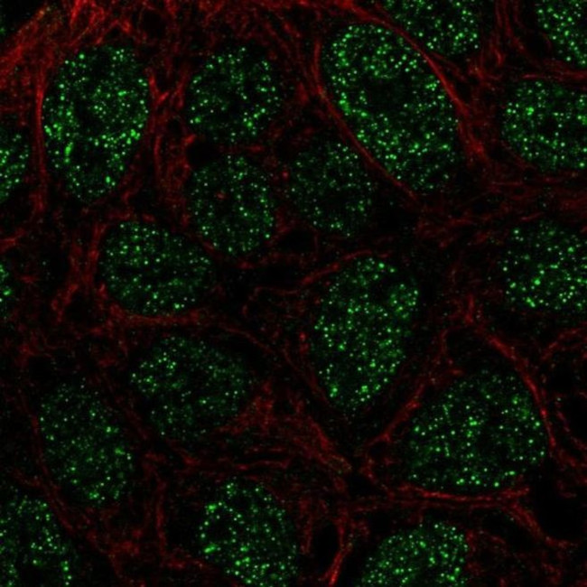 RTP4 Antibody in Immunocytochemistry (ICC/IF)