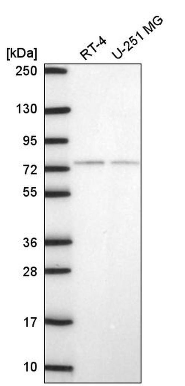 E4F1 Antibody in Western Blot (WB)