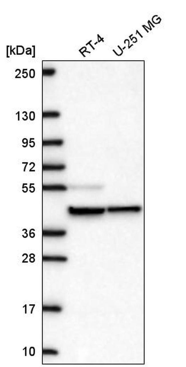 MRPS27 Antibody in Western Blot (WB)