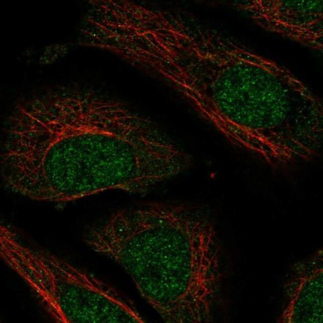 NXT2 Antibody in Immunocytochemistry (ICC/IF)