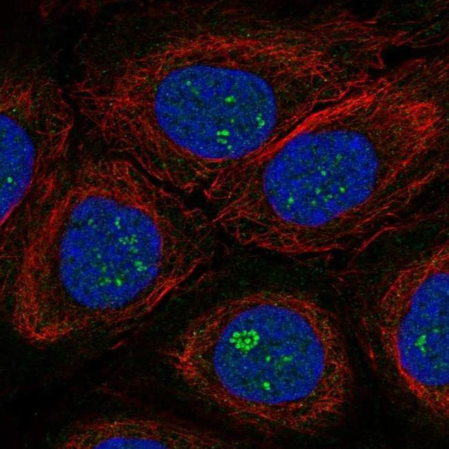 TAF1C Antibody in Immunocytochemistry (ICC/IF)