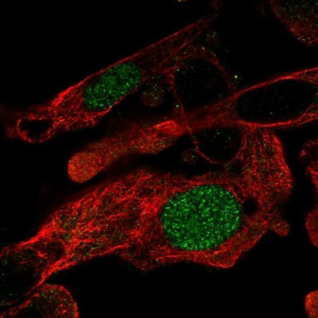 ZNF696 Antibody in Immunocytochemistry (ICC/IF)