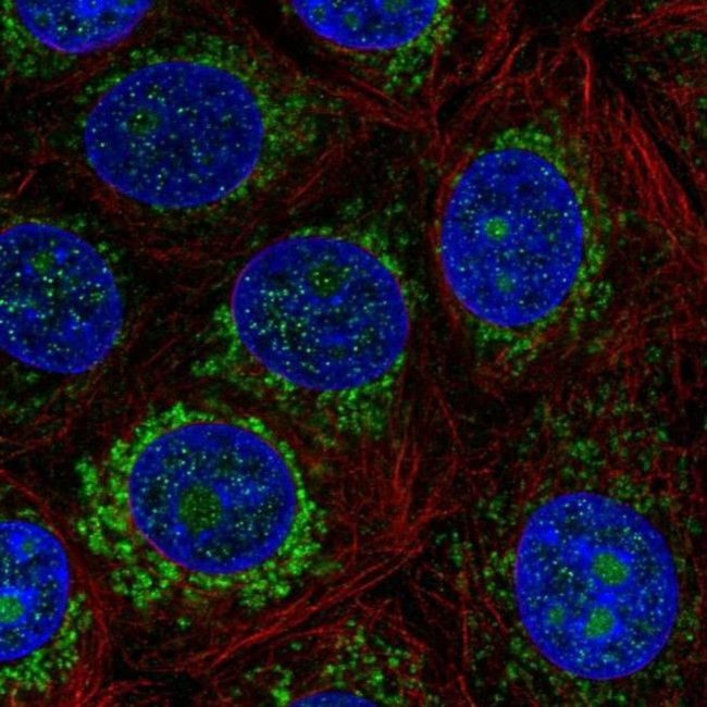 PDK3 Antibody in Immunocytochemistry (ICC/IF)