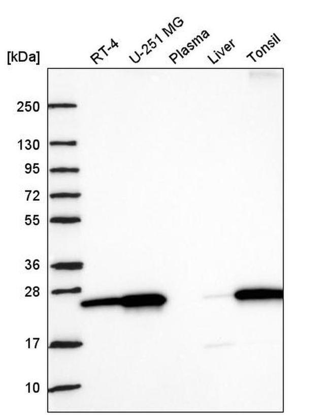 Nurim Antibody in Western Blot (WB)