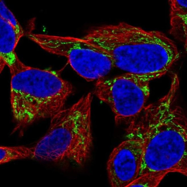 NME4 Antibody in Immunocytochemistry (ICC/IF)