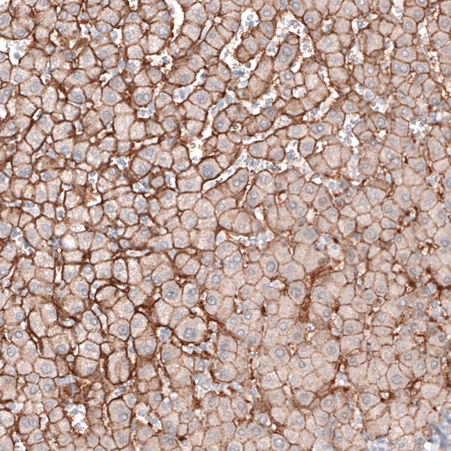 SLC16A2 Antibody in Immunohistochemistry (IHC)