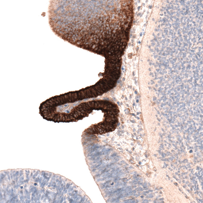 SLC16A2 Antibody in Immunohistochemistry (IHC)