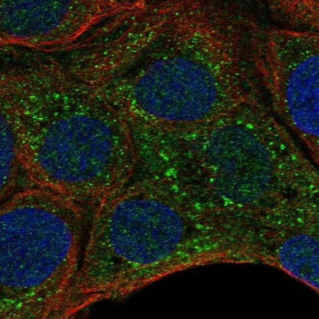 G6B Antibody in Immunocytochemistry (ICC/IF)