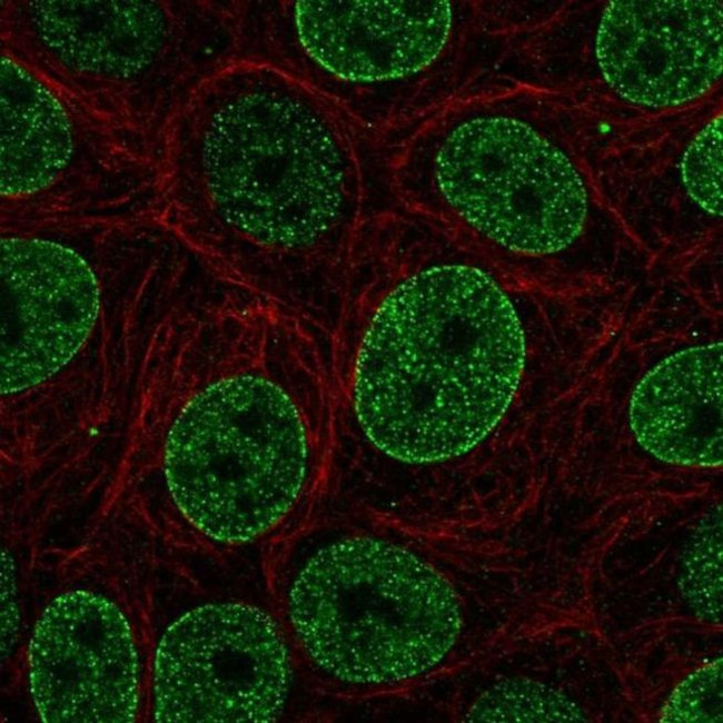 SNAPC4 Antibody in Immunocytochemistry (ICC/IF)