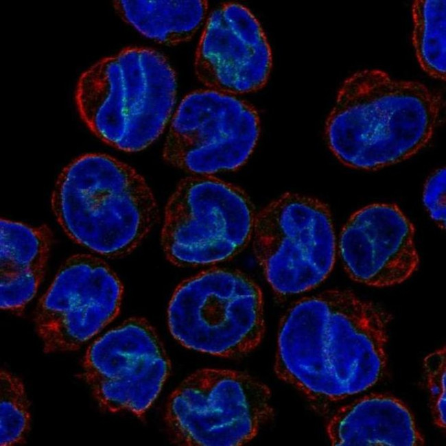 SLA Antibody in Immunocytochemistry (ICC/IF)