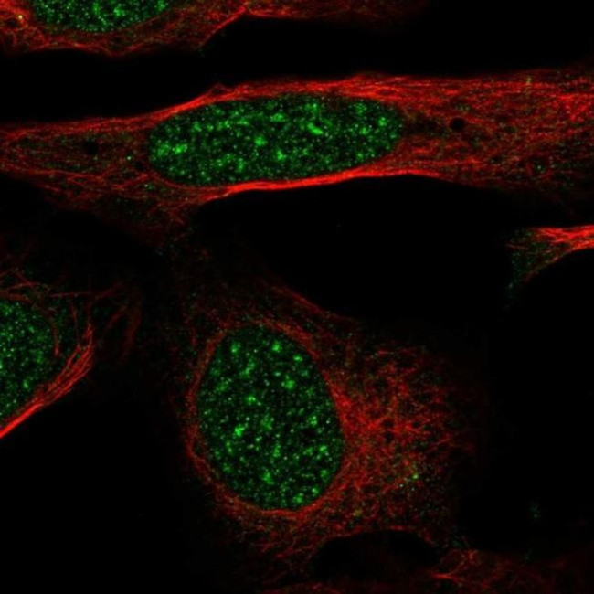 GTF2H4 Antibody in Immunocytochemistry (ICC/IF)