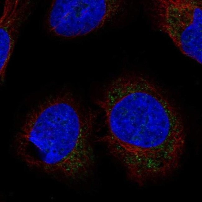 LETMD1 Antibody in Immunocytochemistry (ICC/IF)