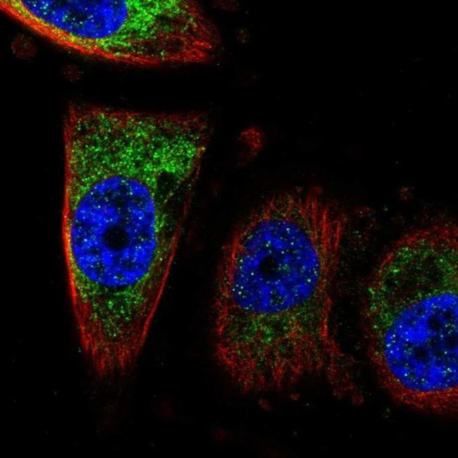 CISD1 Antibody in Immunocytochemistry (ICC/IF)