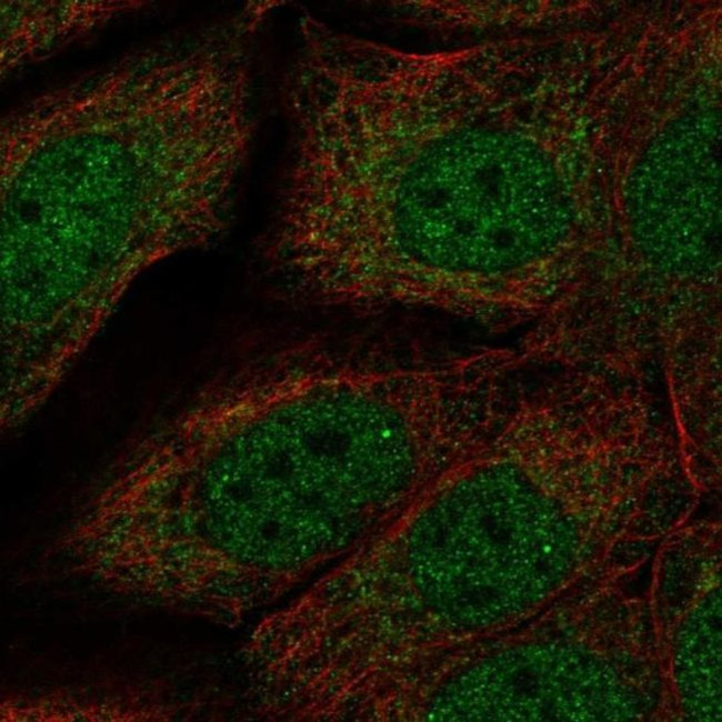 Necdin Antibody in Immunocytochemistry (ICC/IF)