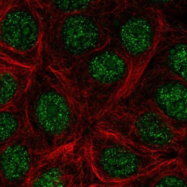 KLLN Antibody in Immunocytochemistry (ICC/IF)