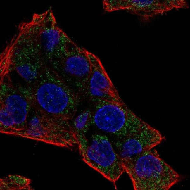 NAT8 Antibody in Immunocytochemistry (ICC/IF)