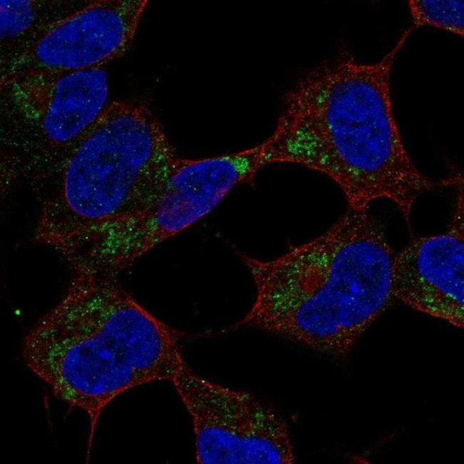 GVQW1 Antibody in Immunocytochemistry (ICC/IF)