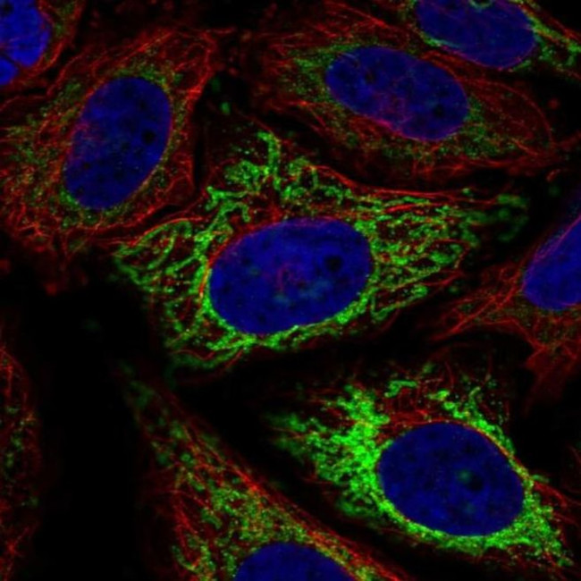 C2orf33 Antibody in Immunocytochemistry (ICC/IF)