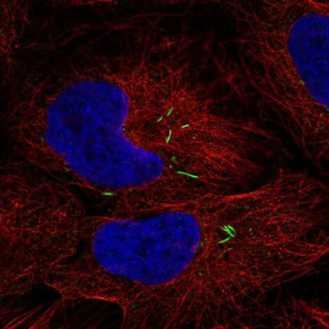 ISL2 Antibody in Immunocytochemistry (ICC/IF)