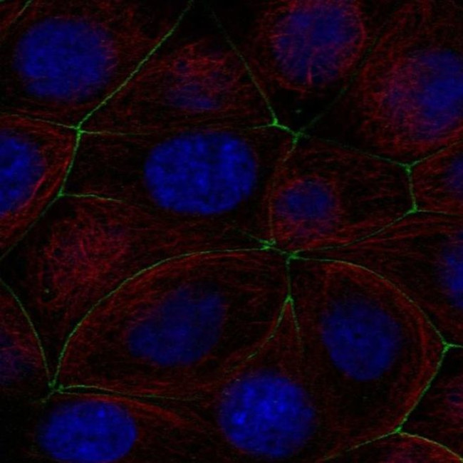 PGRP-L Antibody in Immunocytochemistry (ICC/IF)