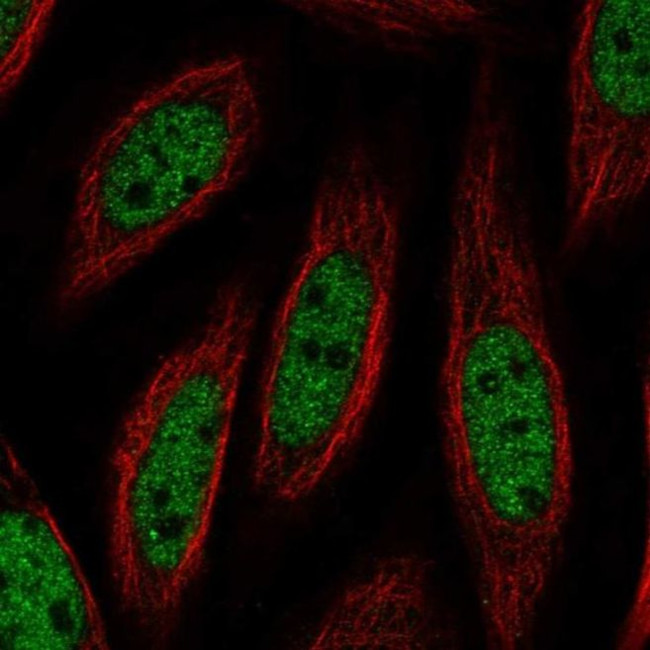 DGCR2 Antibody in Immunocytochemistry (ICC/IF)