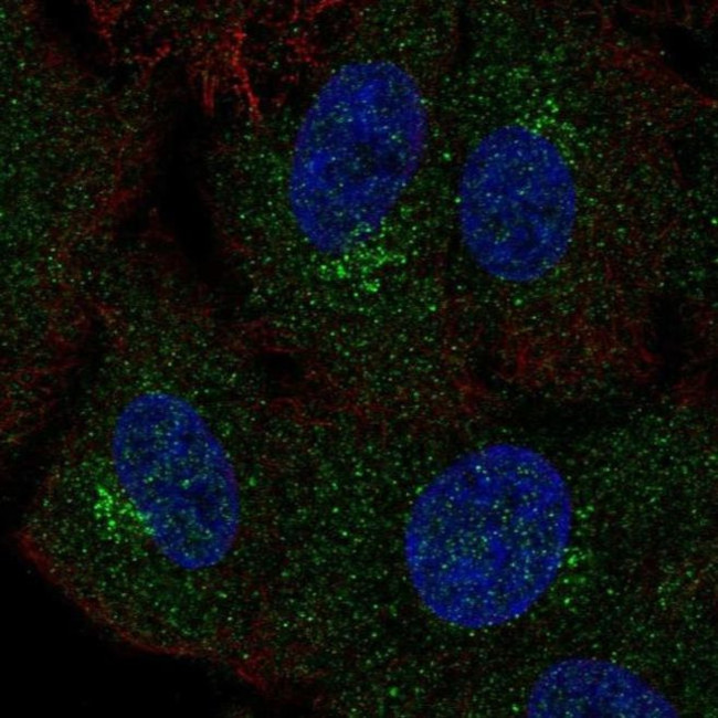 GALNT4 Antibody in Immunocytochemistry (ICC/IF)