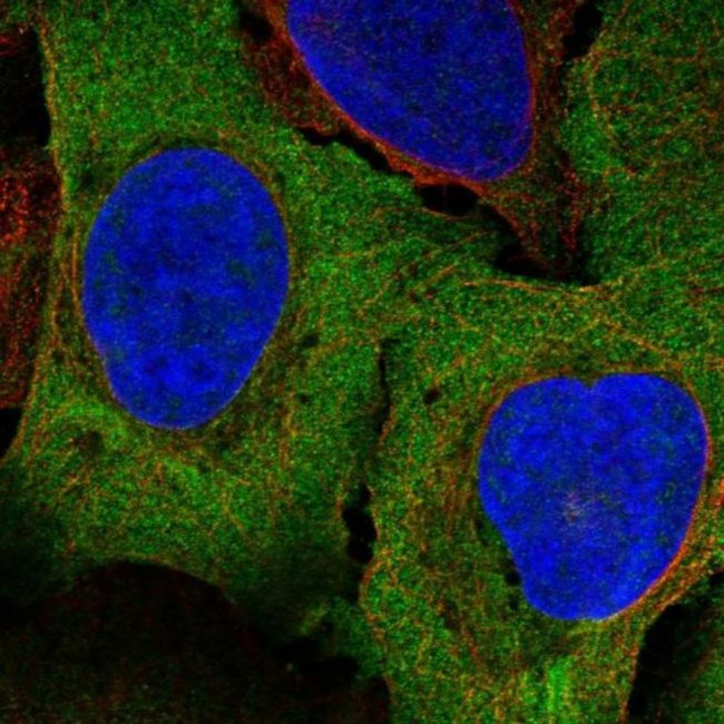 PAIP1 Antibody in Immunocytochemistry (ICC/IF)