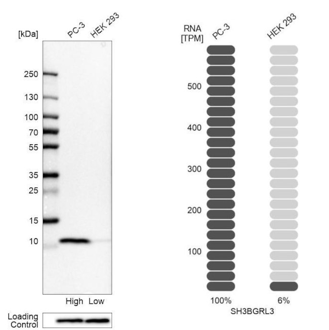 SH3BGRL3 Antibody