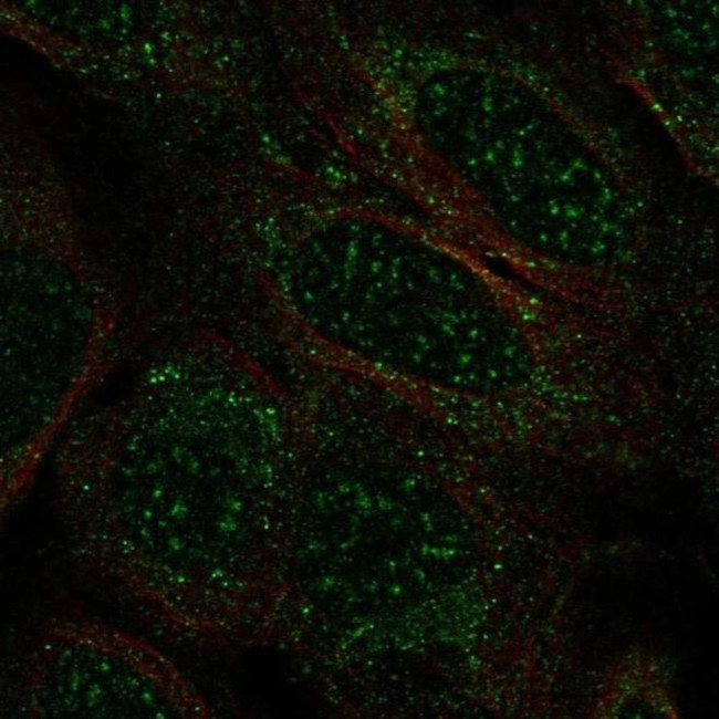 TCEAL2 Antibody in Immunocytochemistry (ICC/IF)