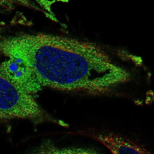 KDELR3 Antibody in Immunocytochemistry (ICC/IF)