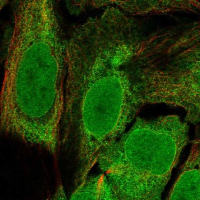 C11orf58 Antibody in Immunocytochemistry (ICC/IF)