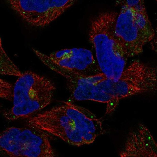 COG2 Antibody in Immunocytochemistry (ICC/IF)